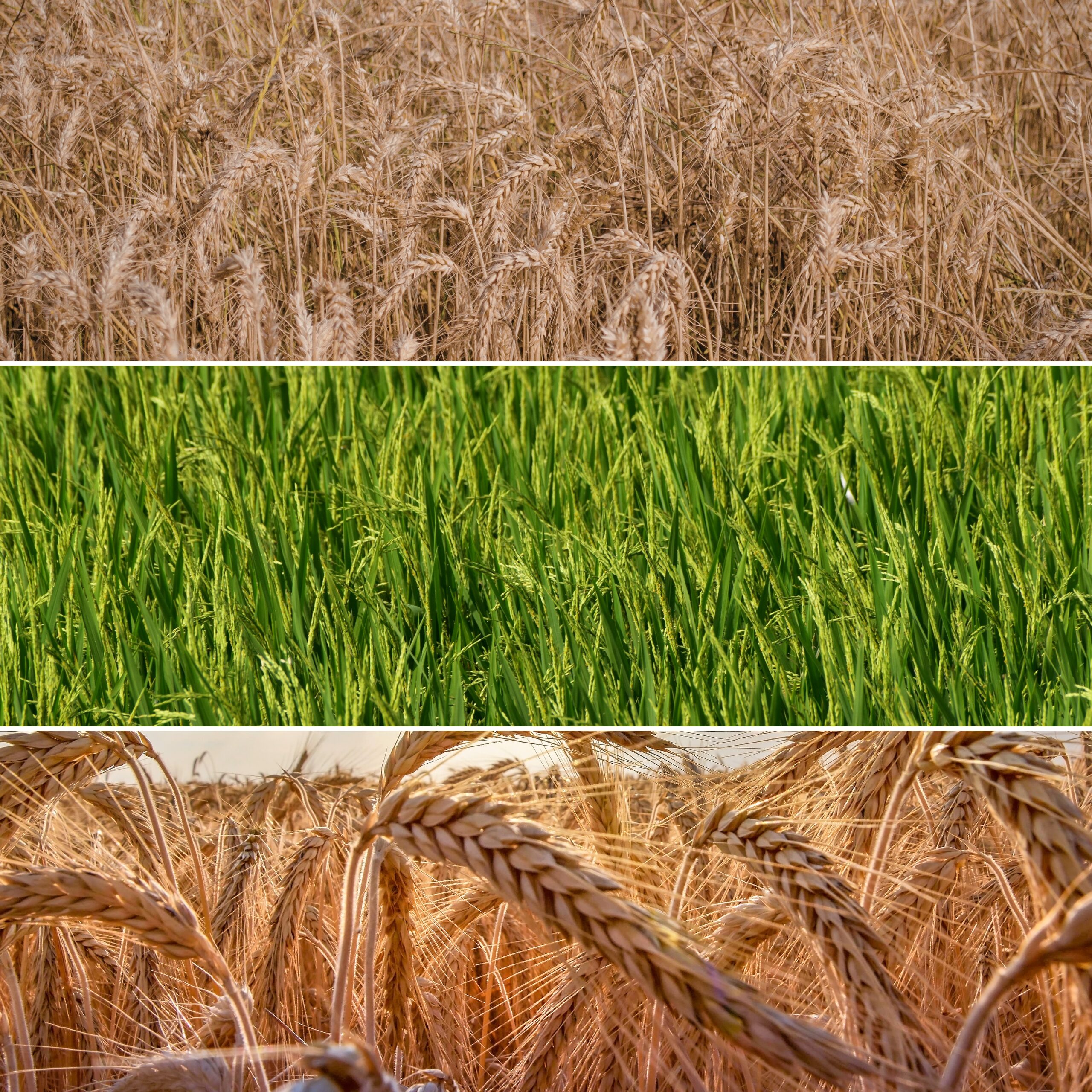 HUMUSAR VIGOR PLUS 20L – Profesjonalna Odżywka do Zbóż dla Wyższych Plonów - obrazek 2