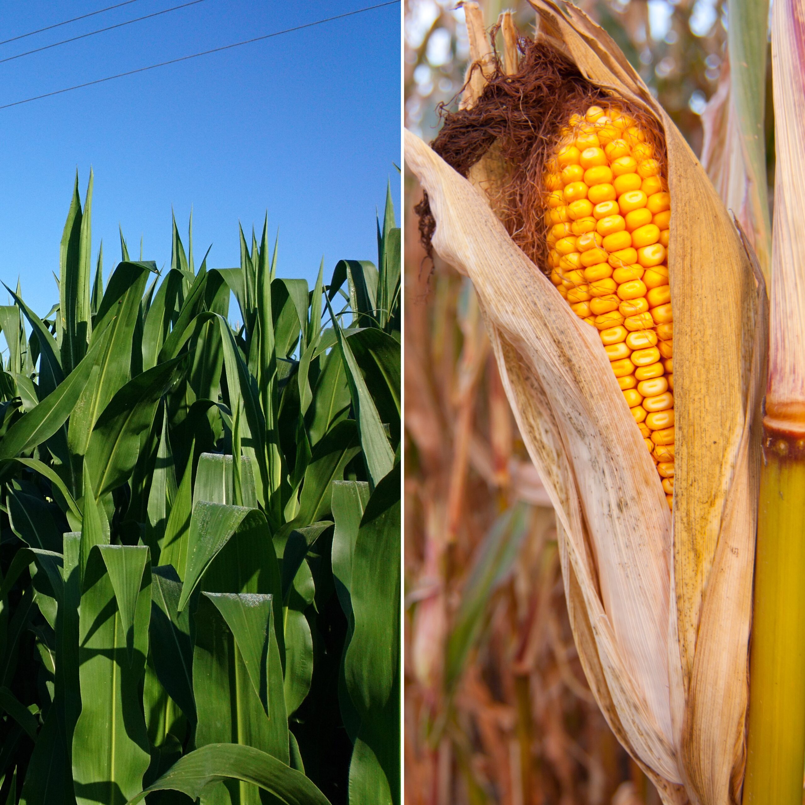 HUMUSAR VIGOR PLUS 10L – Profesjonalna Odżywka do Kukurydzy - obrazek 2