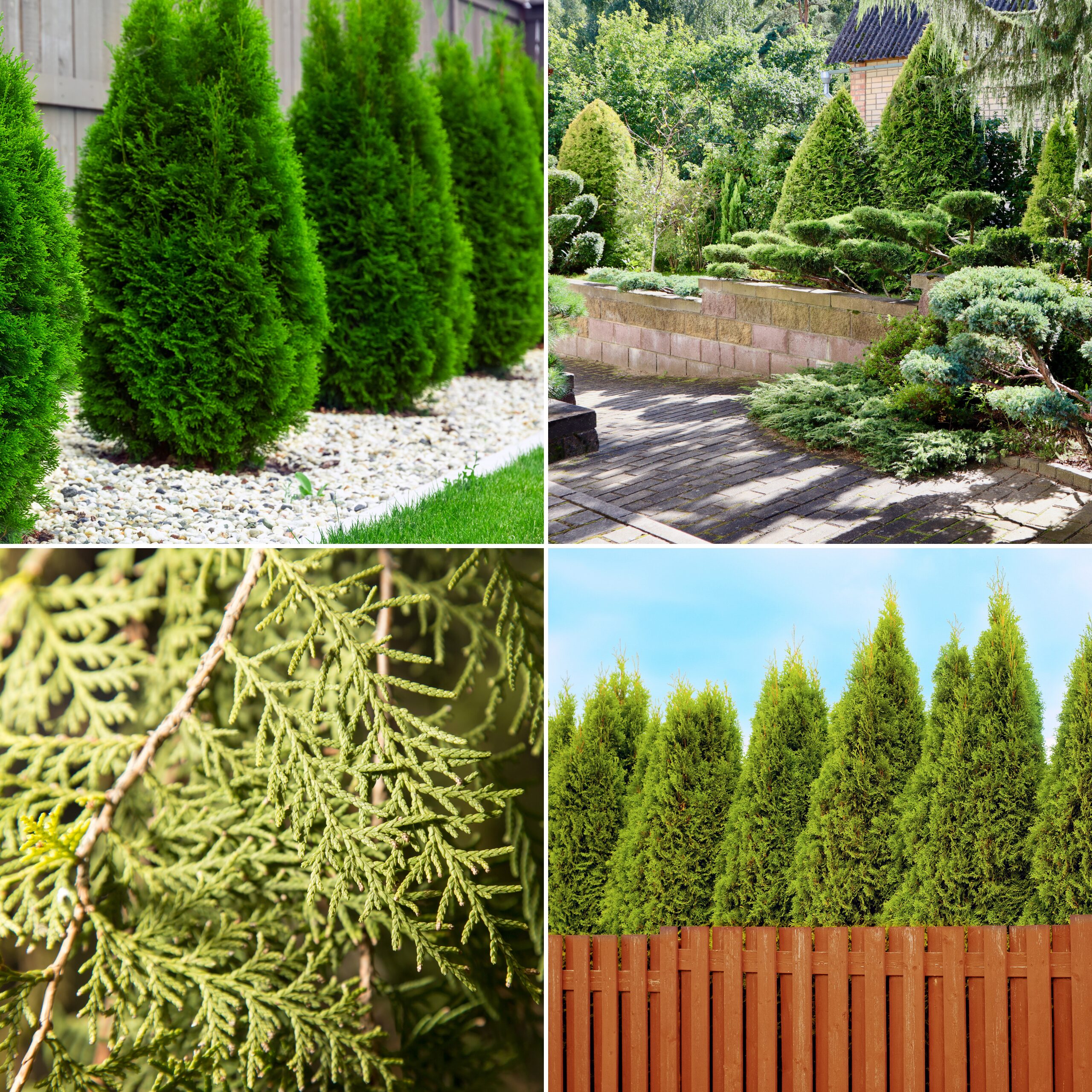 Nawóz do Iglaków 10L – Gęste, Zielone i Odporne Iglaki - obrazek 2