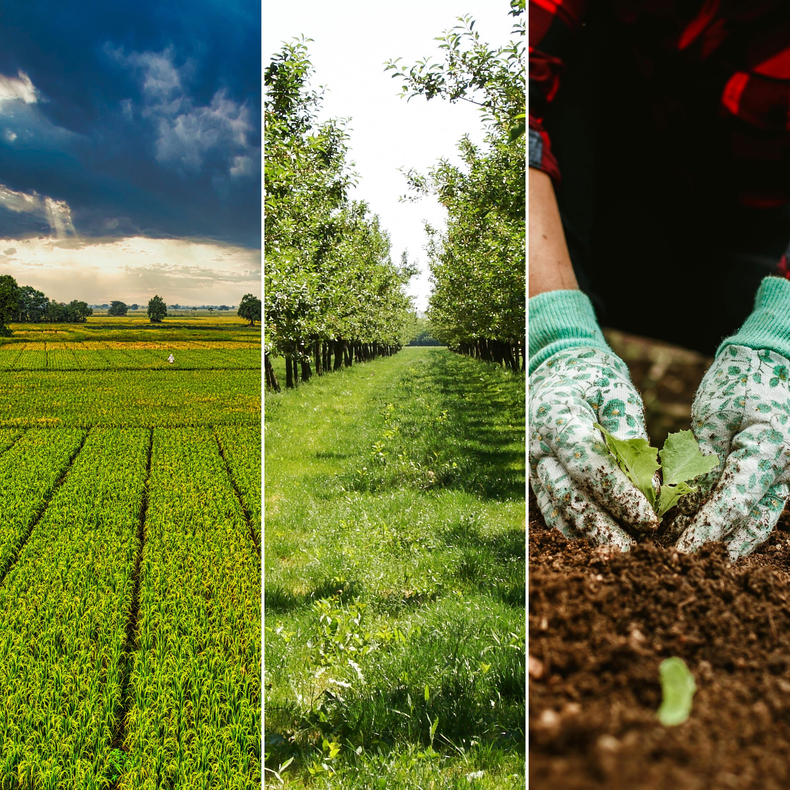 HUMUSAR 20L – Przyspiesza Rozkład Resztek Pożniwnych i Poprawia Glebę - obrazek 2