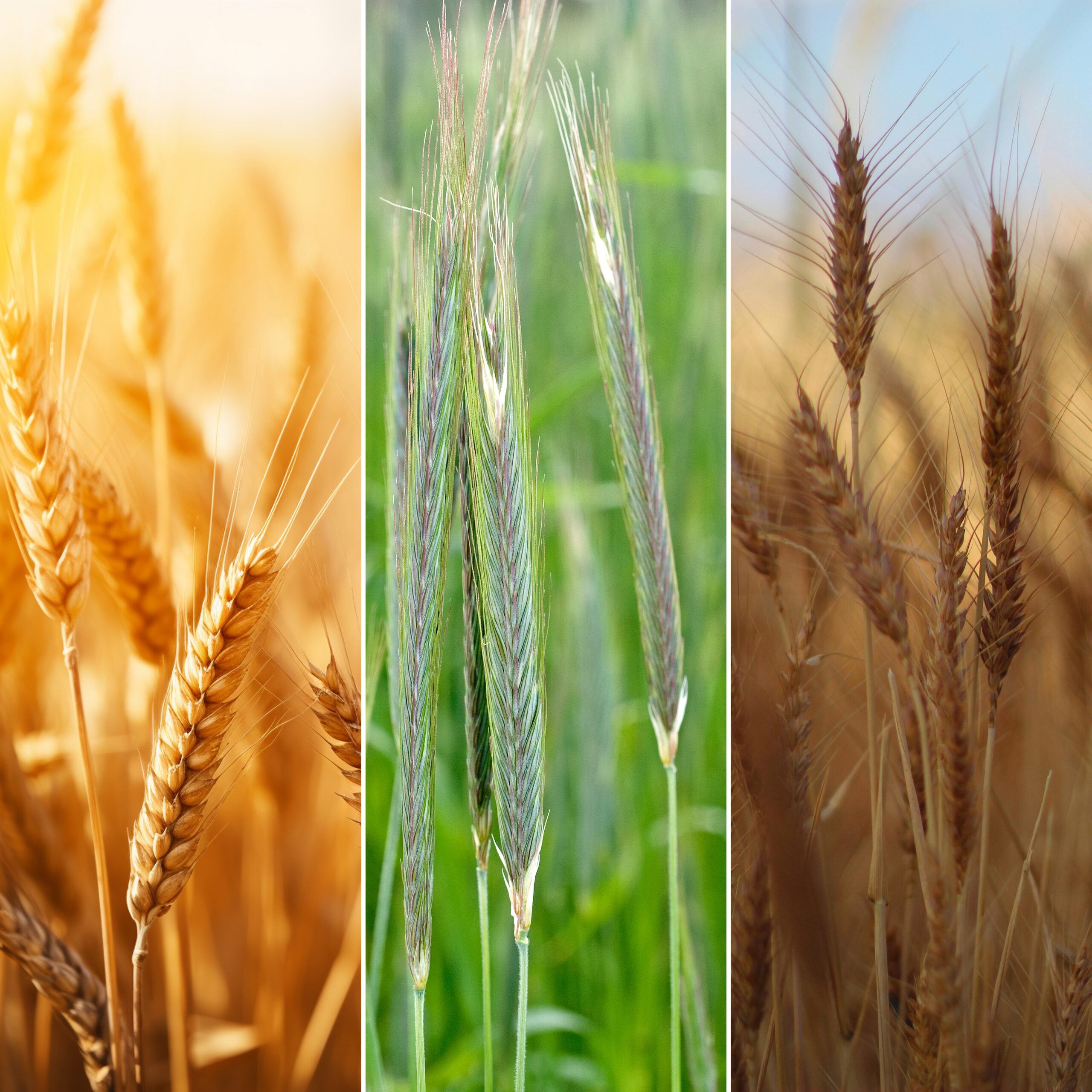 GumiSil-A 1L (3 szt.) – Zestaw ekonomiczny | Efektywne wsparcie upraw - obrazek 4