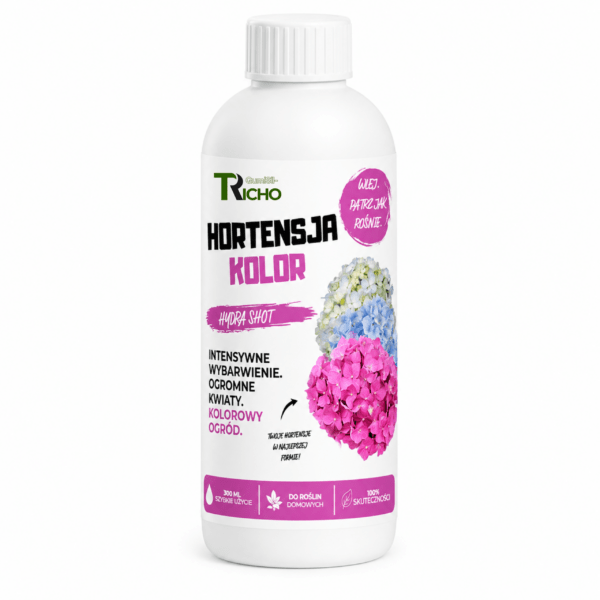 Hortensja kolor